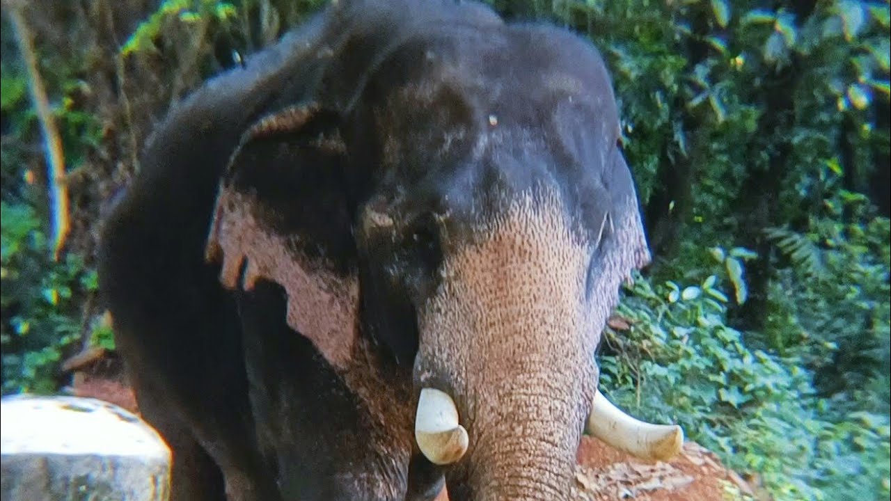 പീലാണ്ടി ചന്ദ്രുവിനും ഹരിപ്രസാദിനും കൂട്ടായി അഭിമന്യുവും || Kodanad Elephant Training Centre