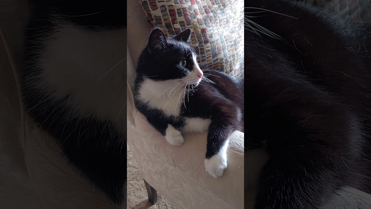Felix the wonderful Tuxedo Cat chose ME!