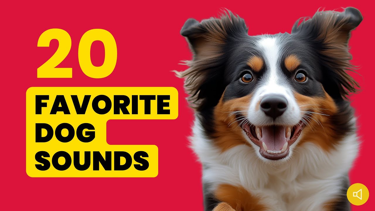 20 Favorite Dog Sounds (And That They Love) 🐶