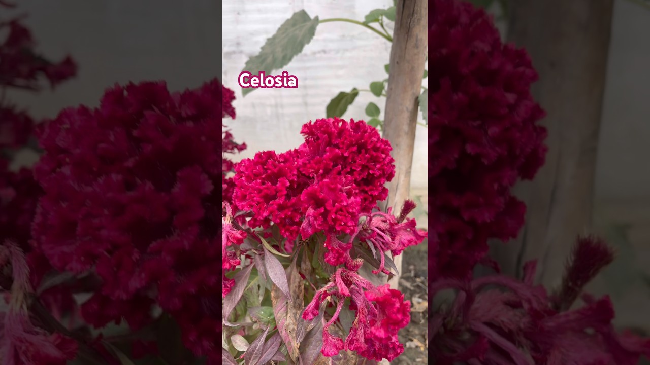 A touch of velvet from nature 