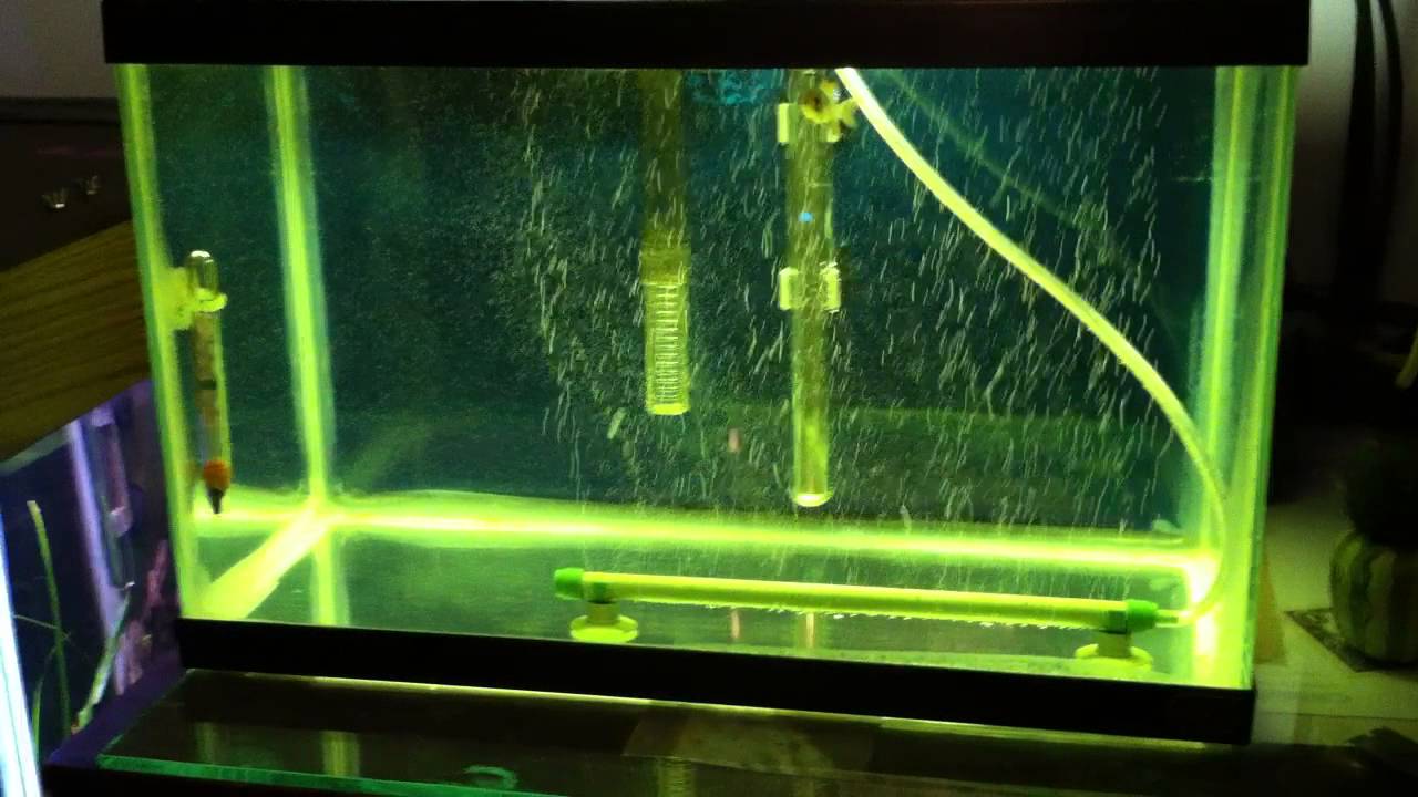 Tank Update: QT Tank Treating for Columnaris