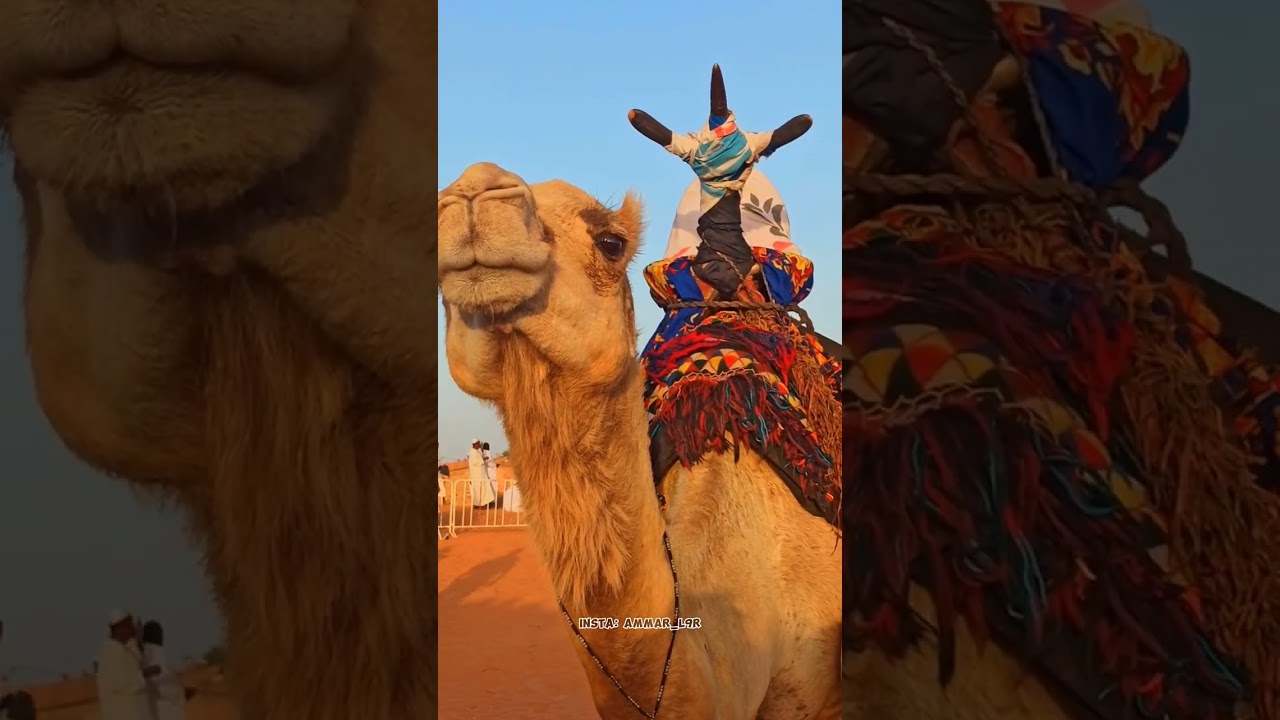 🔶افتتاح تظاهرة العلاج بالحمام الرملي📍ببلدية فڨارة الزوى✨🌴 تغطية عدسة تيدكلت