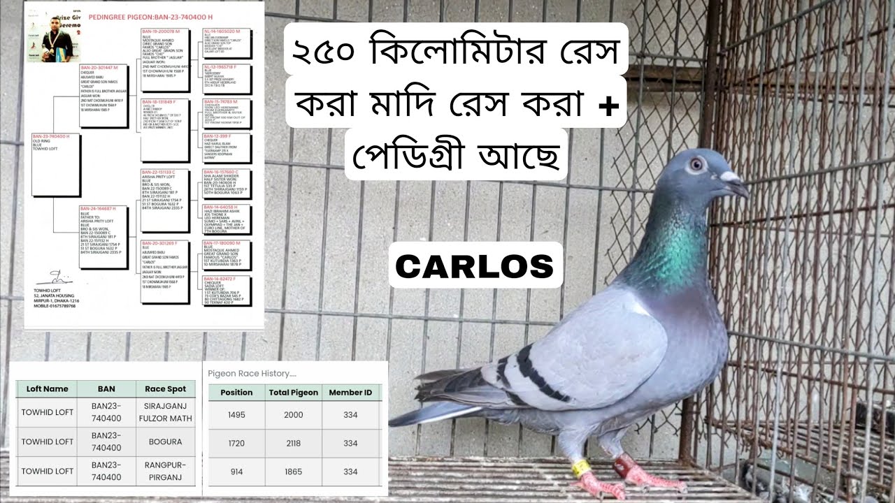 Carlos লাইন এর মাদি জেনারেশন টপ রেজাল্ট করা বিক্রি হবে 01812347887