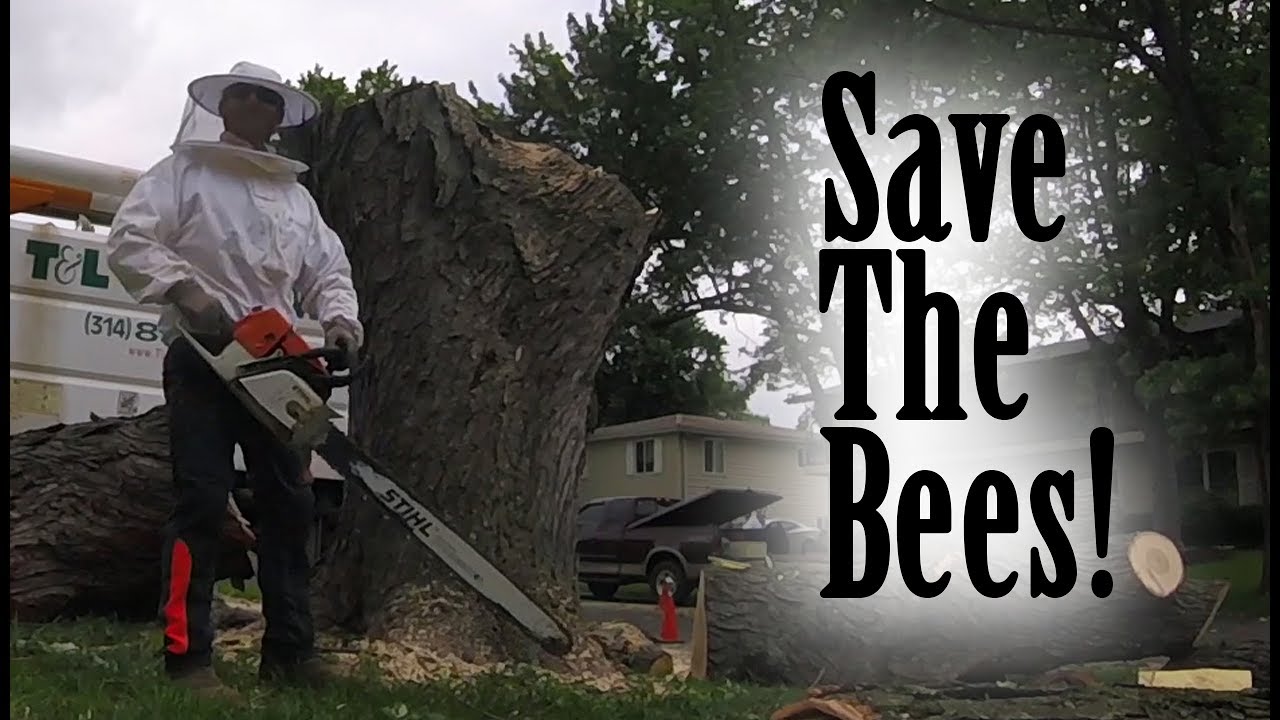 Operation: Save The Bees!