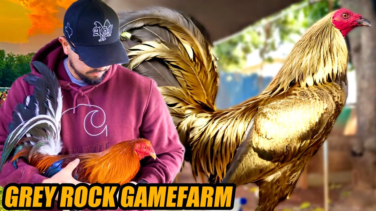 Golden Boy Hatch Pumpkin And Pure Sweater Oklahoma | GREY ROCK GAMEFARM