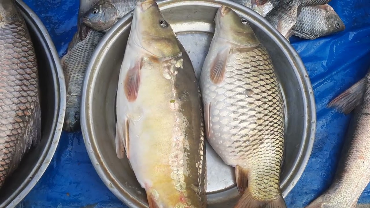 ভোরের বাজারে মাছের দাম জানুন। নূরানী মোড়, উল্লাপাড়া সিরাজগঞ্জ। ১০/০২/২৬#জাকির ম্যাক্স 