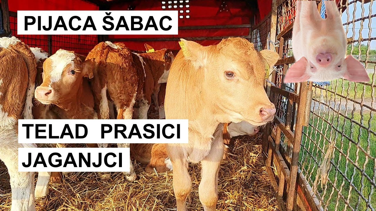 STOČNA PIJACA ŠABAC   Cene stoke 2023