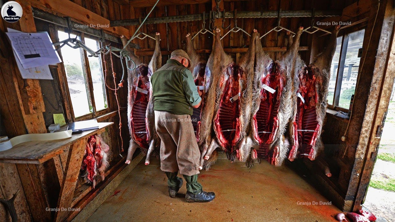 Granja De Ciervo Almizclero🦌 ¿Cómo Criar Y Procesar Ciervo Almizclero? | Fábrica De Procesamiento