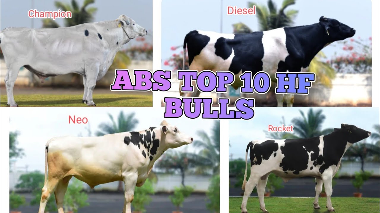 ABS TOP 10 HF BULLS List , Mother Milk and Fat #hf #jupiter #champion #diesel #redbull #marshal #neo