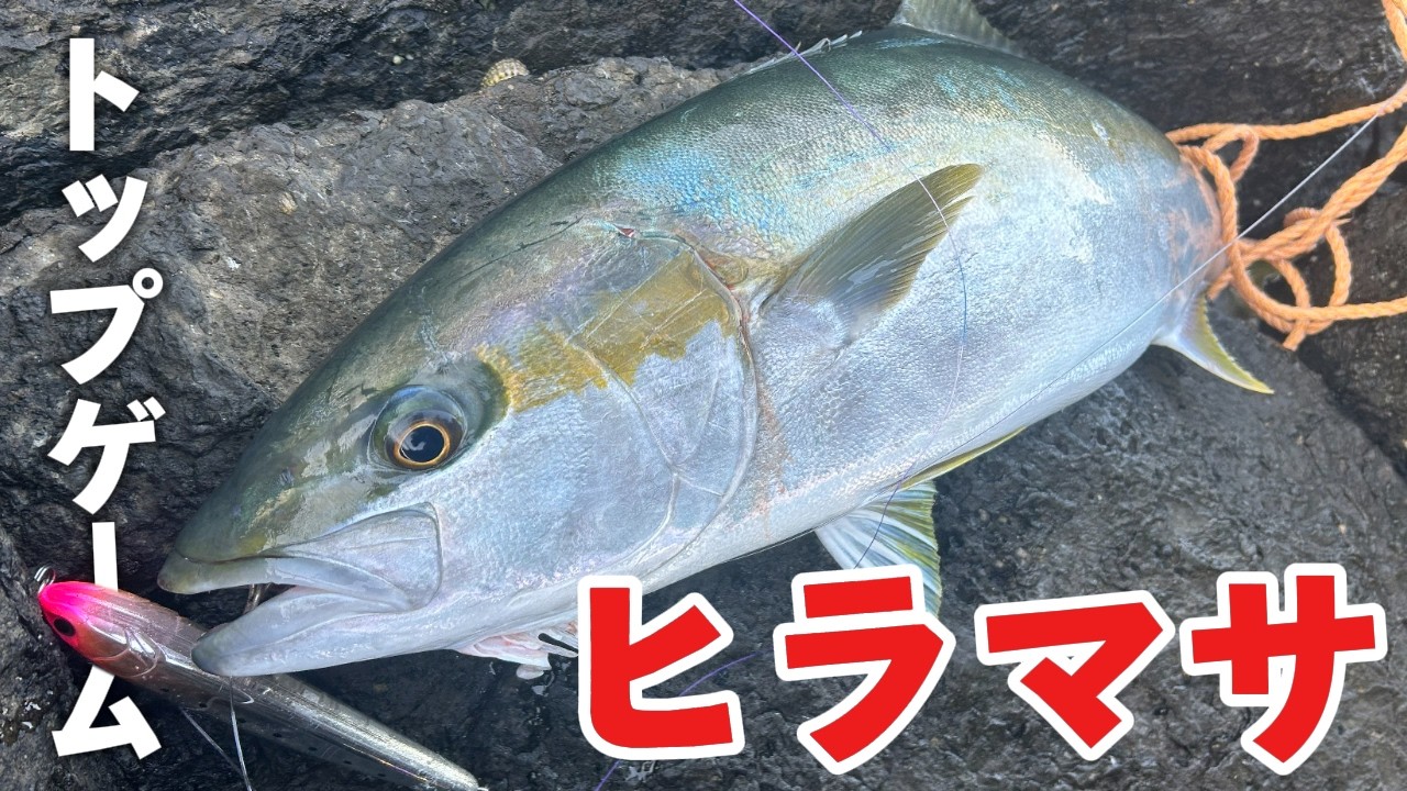 トップでヒラマサ!? ロックショアからラピードとレガート投げたら無双した