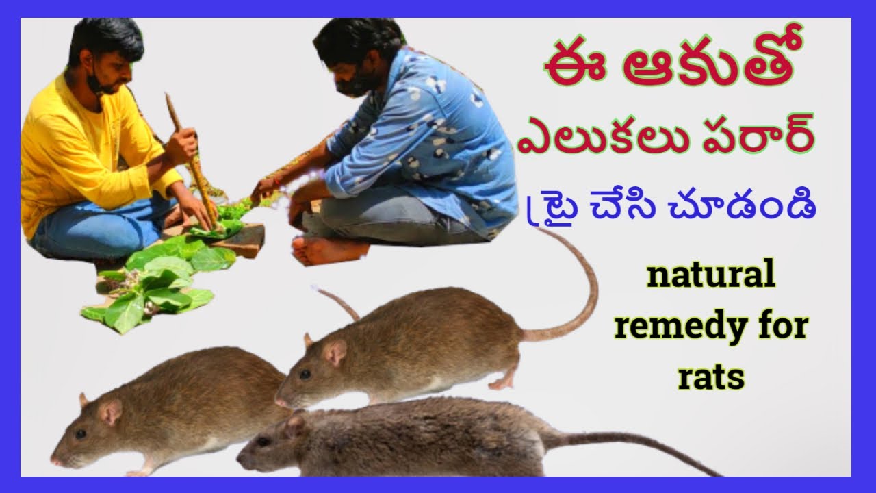 ఎలుకలు ను చంపకుండా పారిపోయేటట్లు చేయడం ఎలాగో తెలుసా || natural remedy for rats || ఈ ఆకు ను వాడండి