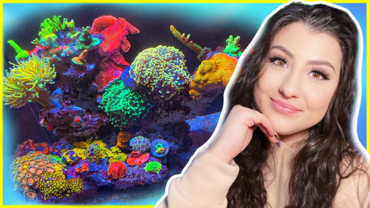 Nano Reef Tank Update:  Zoa Garden, Bubble Algae, SPS Growth, and serious Aptasia!
