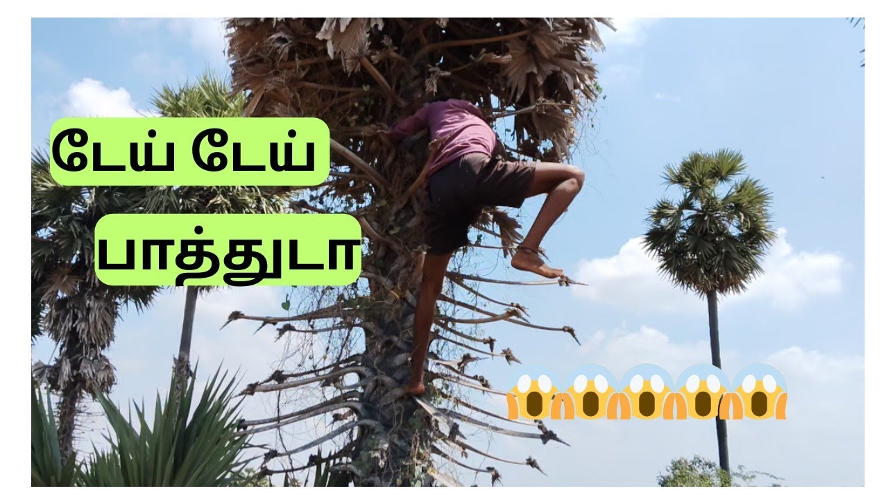 மொங்கு வெட்ட போவமா / village vlogs #funny #viralvideo #funnyvlog #villagevlog 