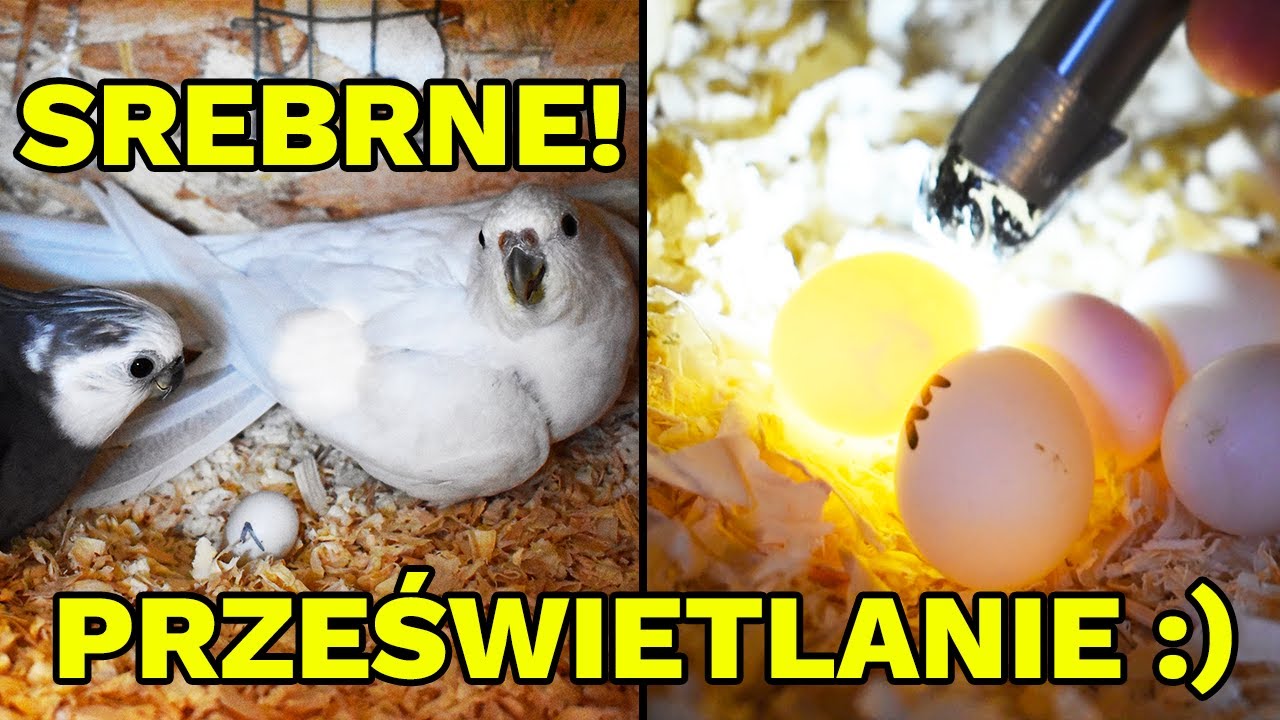PRZEGLĄD BUDEK U PAPUG I PRZEŚWIETLANIE JAJEK NA ŻYWO!