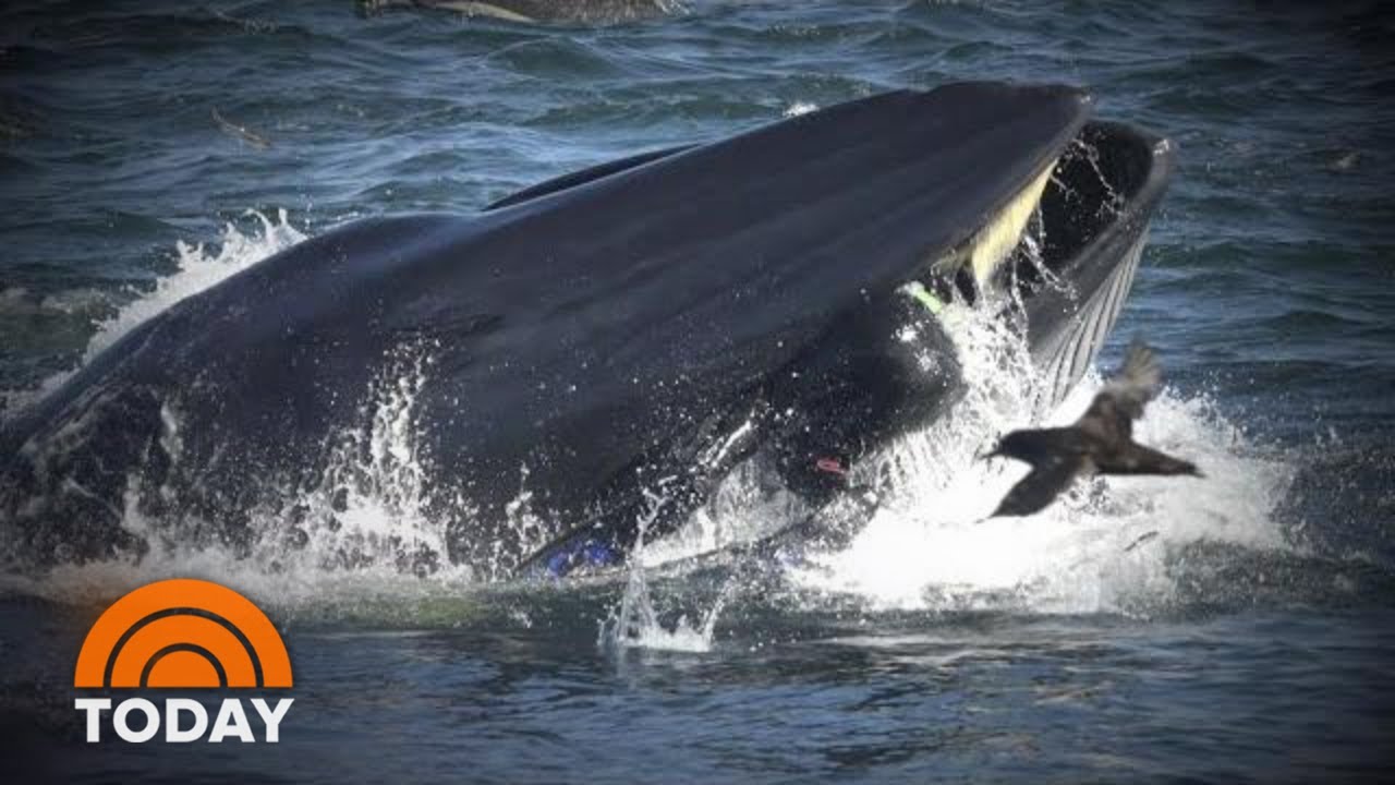 Diver Recounts Almost Being &lsquo;Swallowed&rsquo; Alive By Massive Whale | TODAY