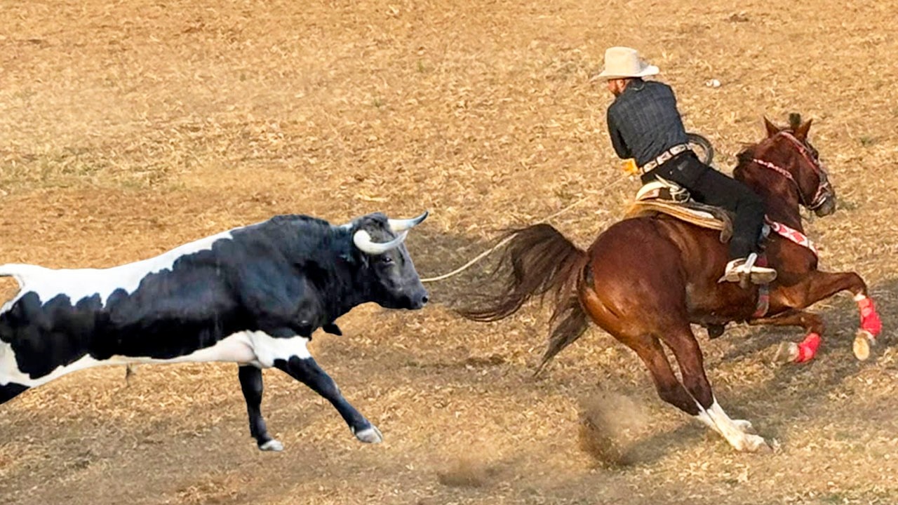 TABARIN HERNANDEZ -HILARIO -CHAGO TOROS BRAVOS BUSCA CABALLOS CHUCANDIRO MICHOACAN 03 DICIEMBRE 2025