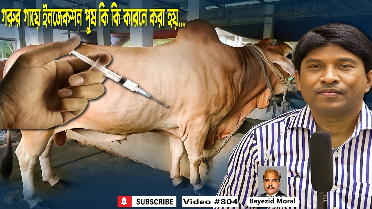 কি কি কারনে গরুর গায়ে ইনজেকশন পুষ করা হয় | cows vaccination | Bayezid Moral
