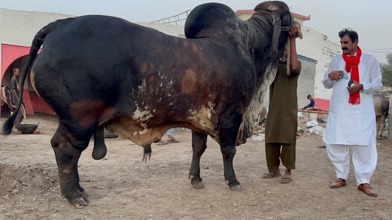 2 Crore 60 Lakh k Sold ll American Brahman Cows Farming at Haji Shoukat  Doggar Cattle Farm Multan