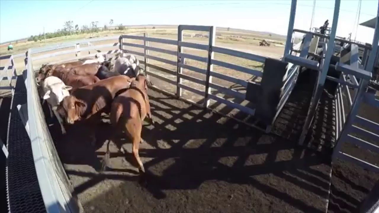 Bud Box com gado Brahman na Australia
