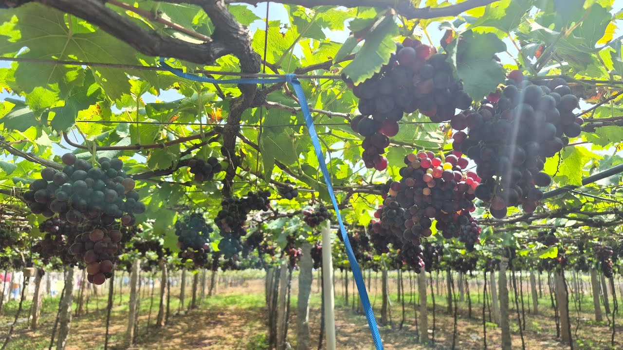 മുന്തിരിഫാം അടിപൊളിയാണ്🍇#travel#grape#tamilnadu 