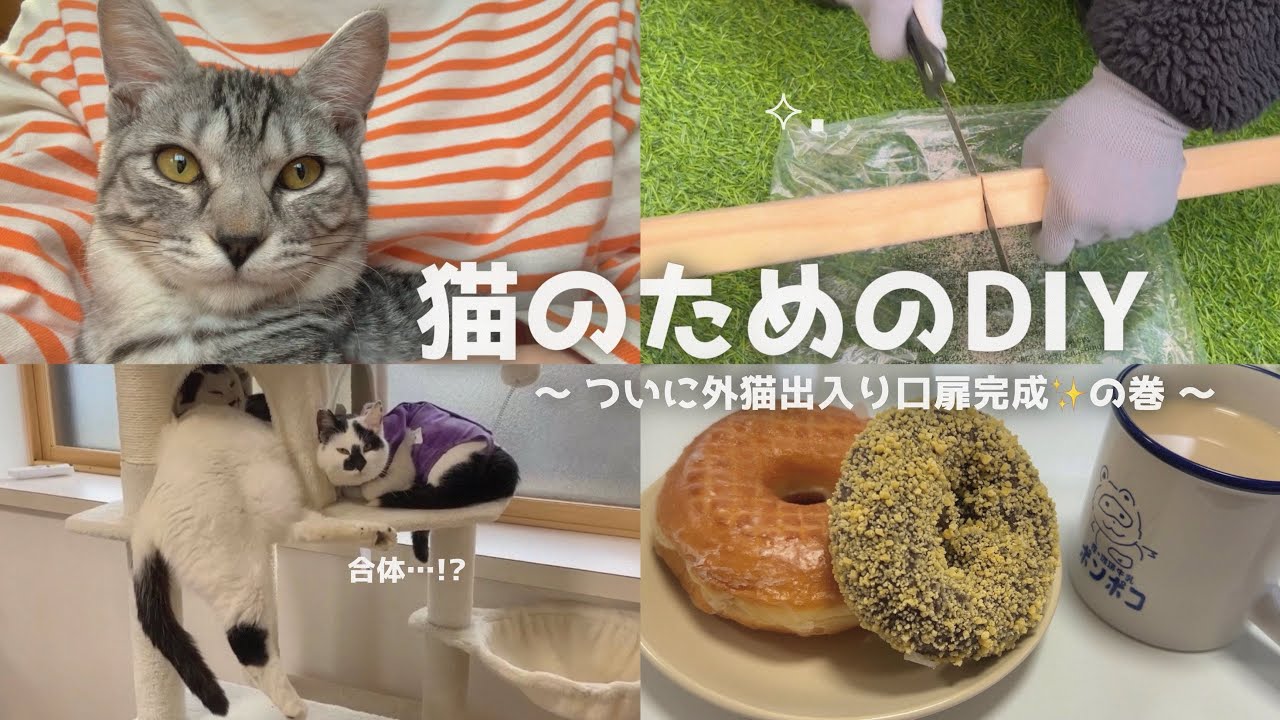 【猫のためのDIY】ついに外猫出入り口扉が完成！！🚪✨️ | 合体した猫ちゃんを発見👀 【猫まみれ田舎暮らし】