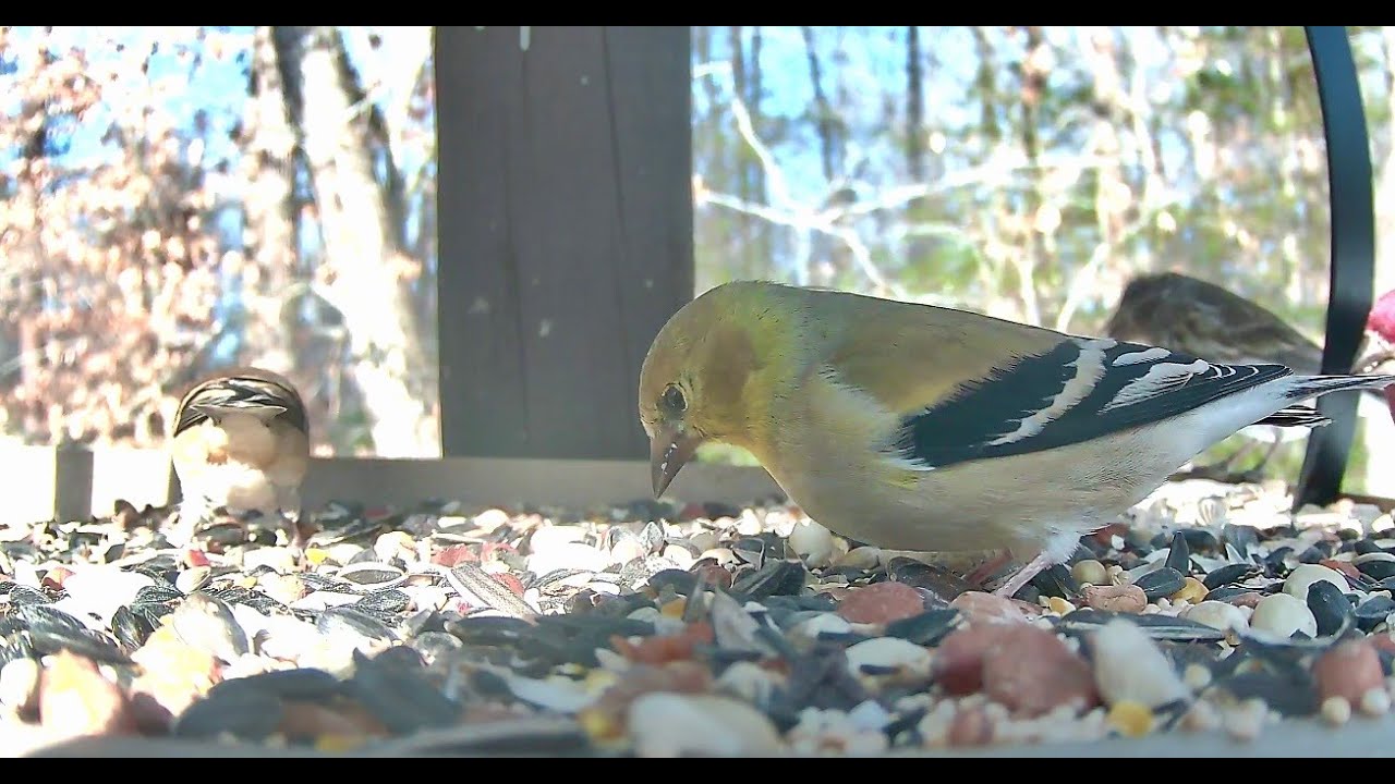 ** Birds on the Bluff Live Stream Bird Camera **  11/28/2026
