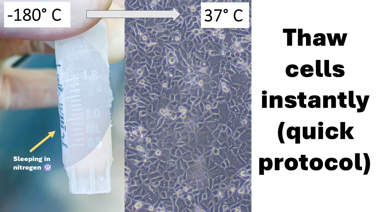 How to thaw cells from a cryostock