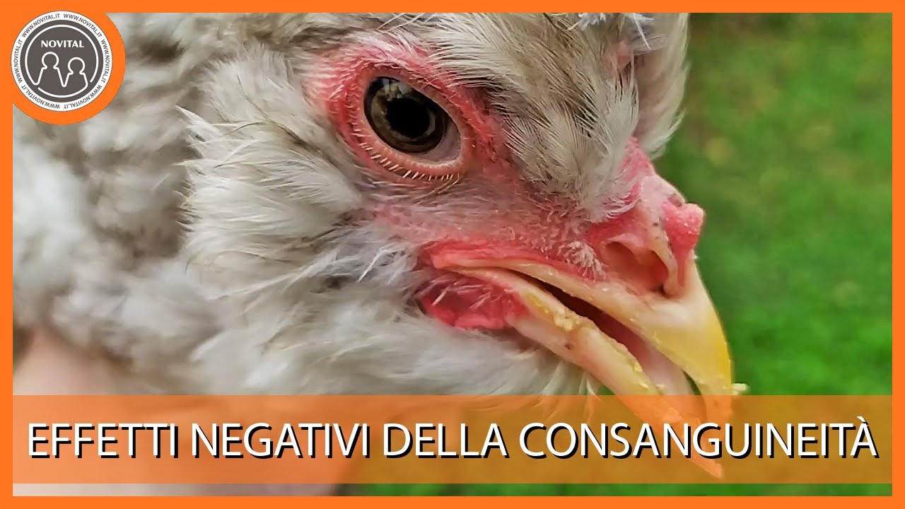 Gli effetti negativi della consanguineit&agrave; - Pillole di Avicoltura