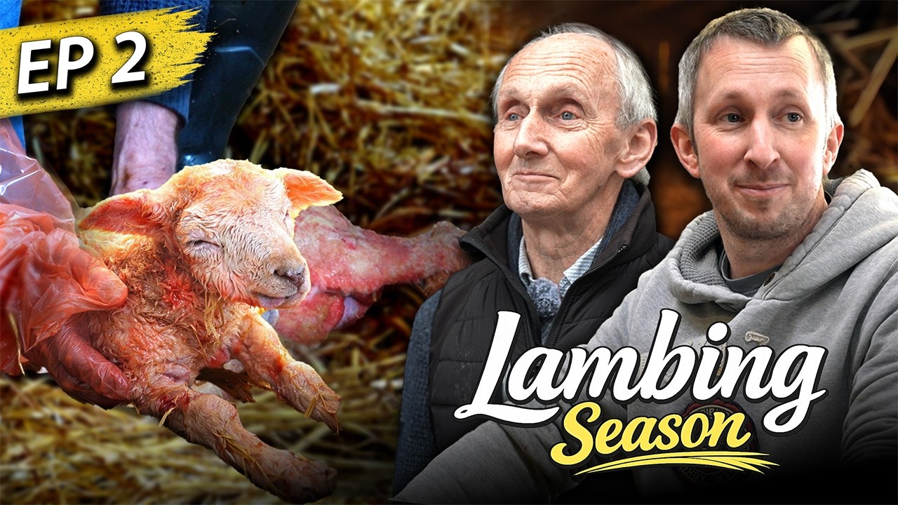 Dealing with tricky situations in the lambing shed