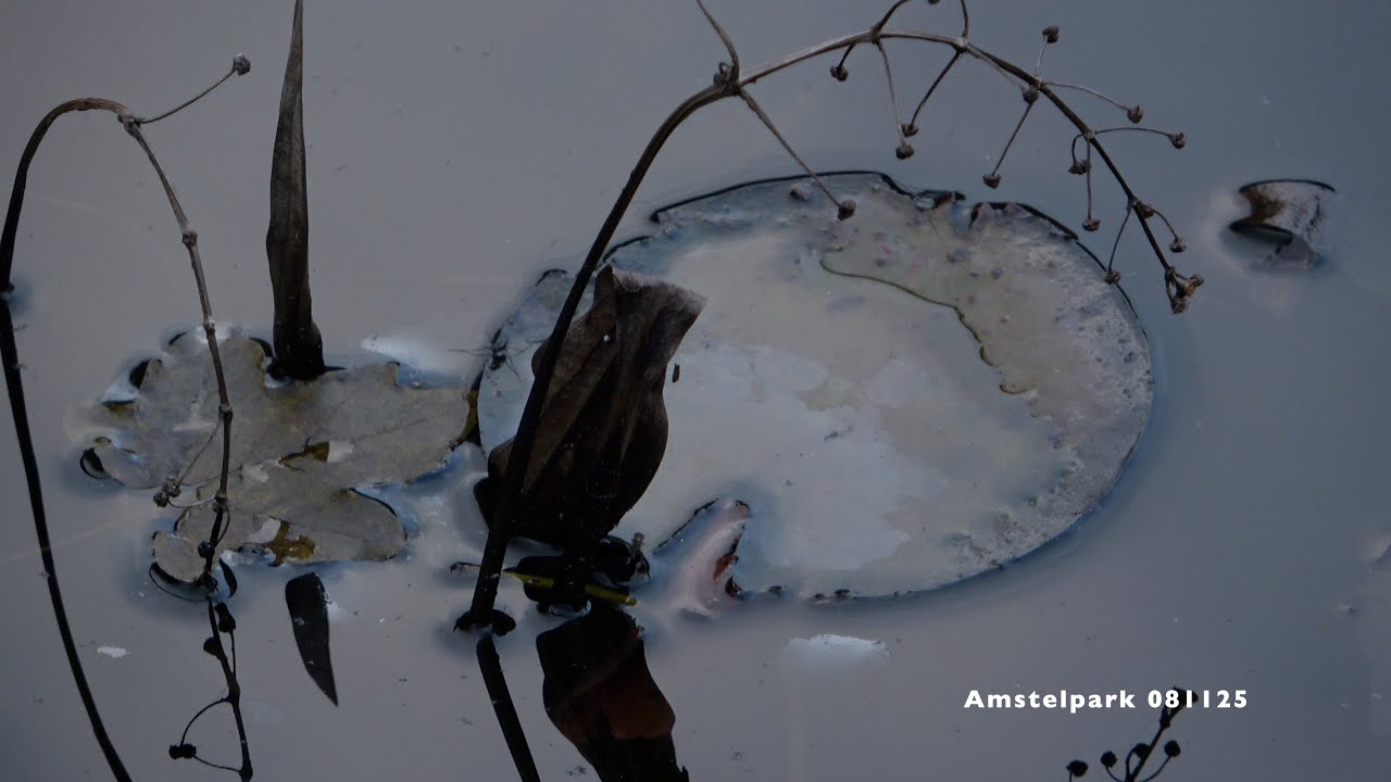Amstelpark 081125