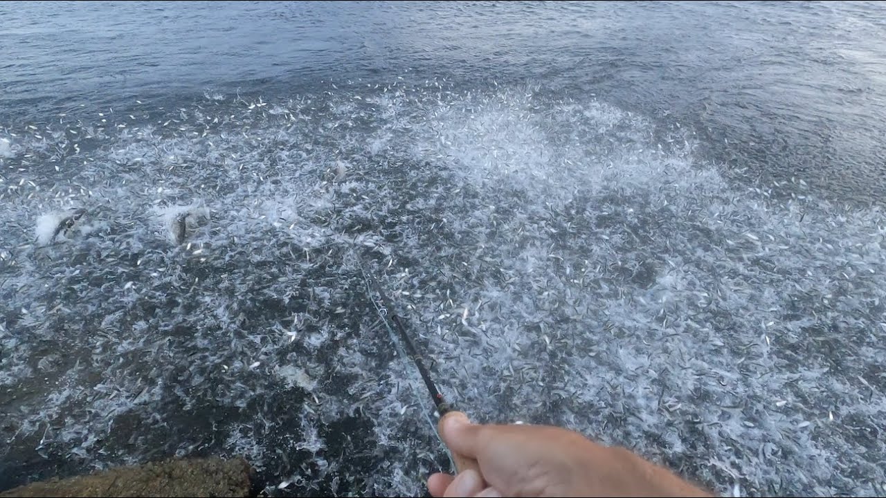 Snook Going Off - Inlet Fly Fishing
