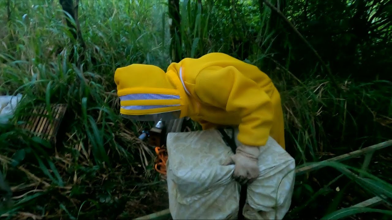 Mudando as ABELHAS de APIÁRIO | Apislogia