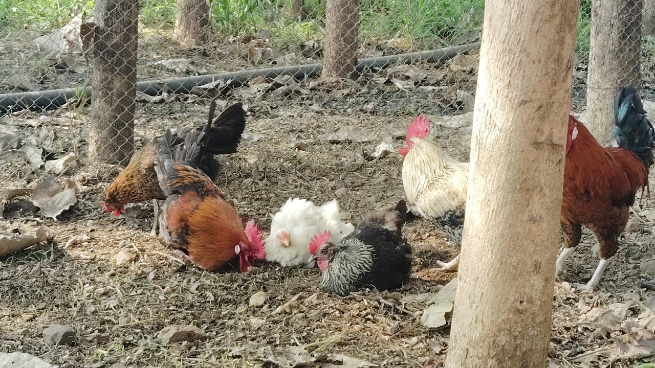 Aaj murga murgi ko form ke bad chhoda tha#shorts #viral #chicken 