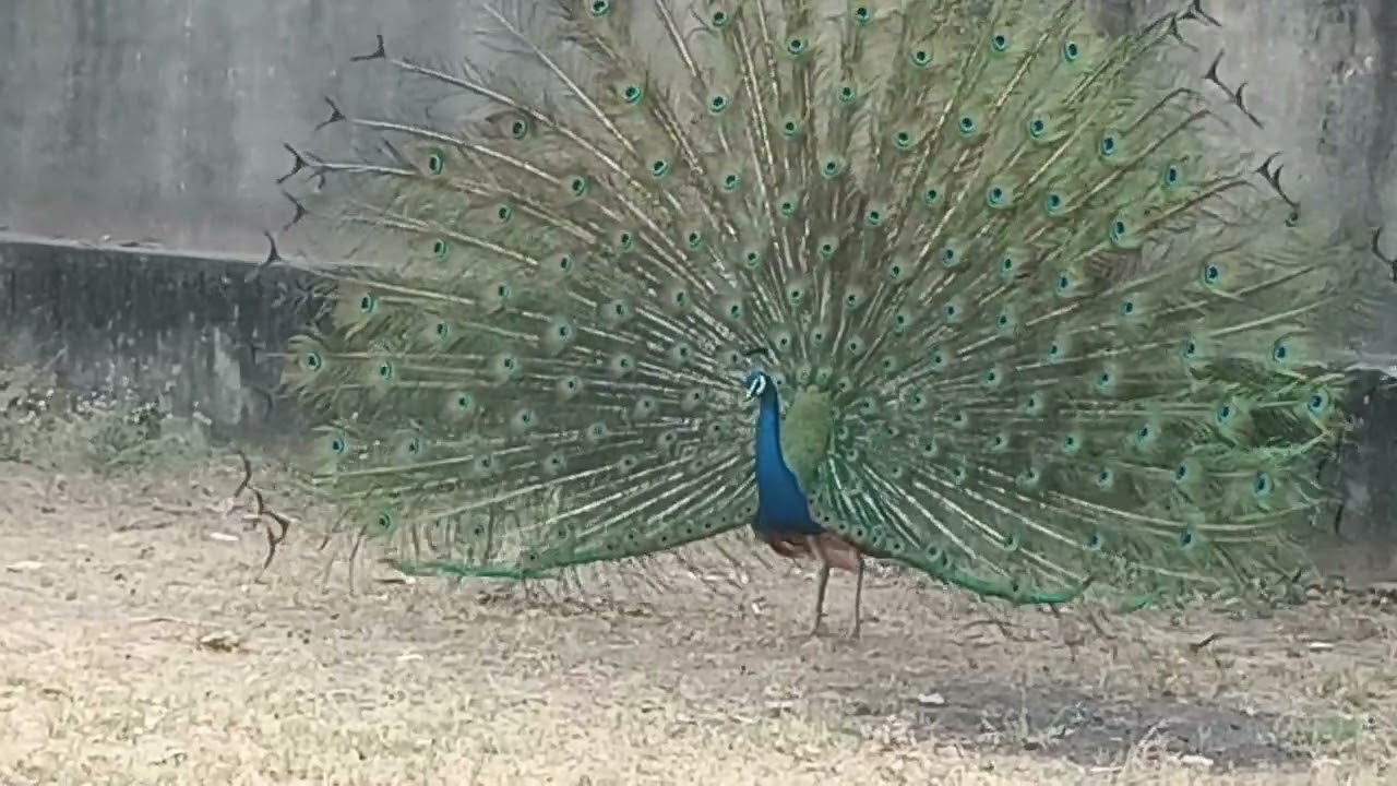 Savan me peacock 🦚🦚🦚 dance 