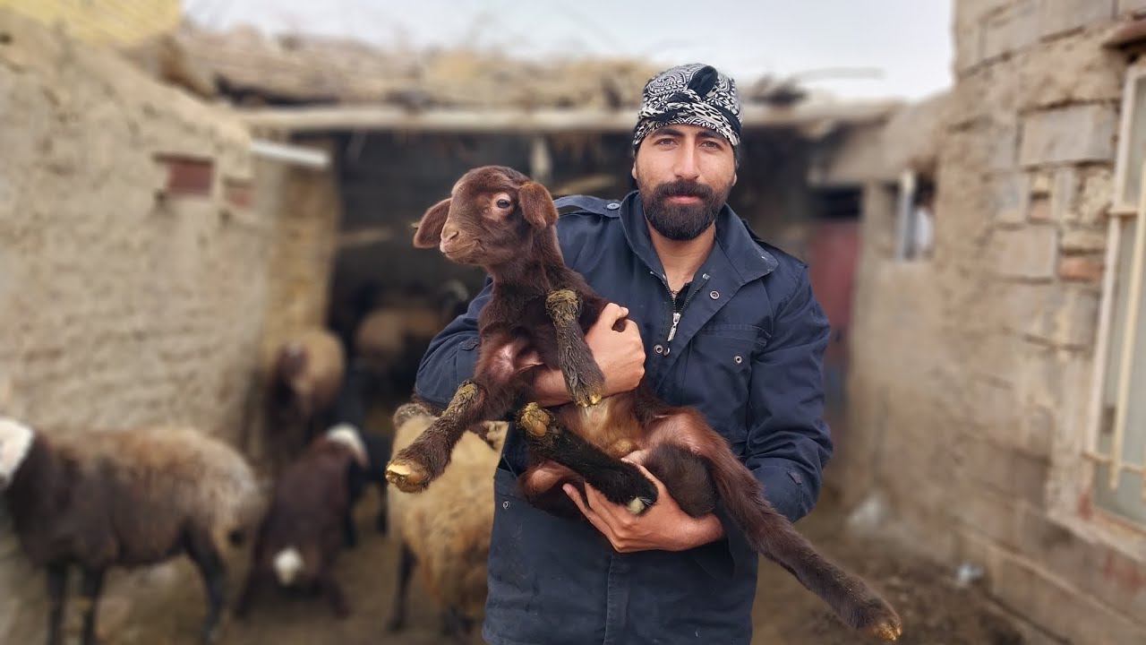 Feeding and giving water to sheep, chickens, and a dog