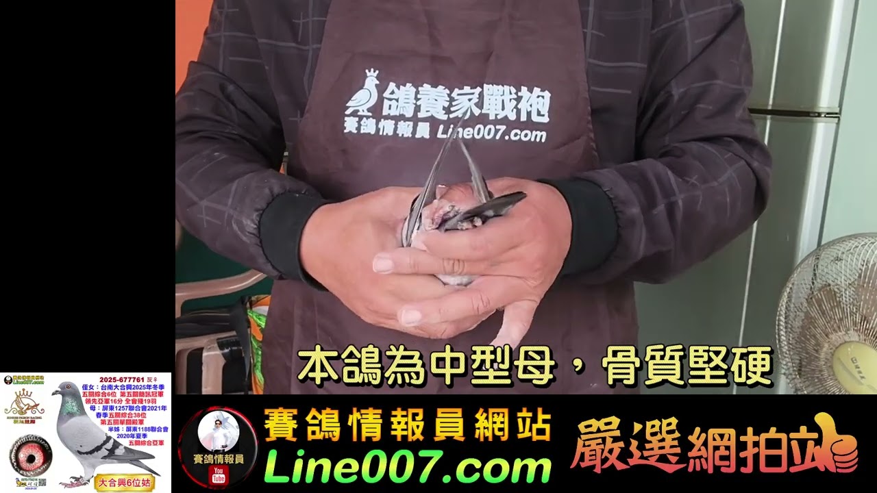 朝旭大合興簡訊冠軍姑姑欣賞！同時是20年夏季東港五關綜合亞軍半弟  #朝旭競翔 #網拍 #種鴿 #賽鴿 #強豪 #嚴選網拍站 #賽鴿情報員 #鴿刊 #大斑金母 #宋建霆