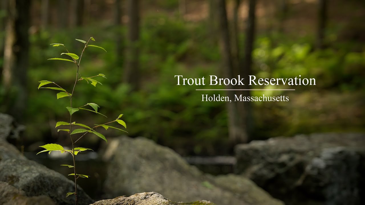A quiet afternoon at Trout Brook Reservation, Holden Massachusetts