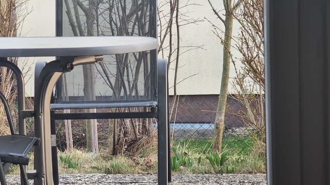 Tag 16: Einer der beiden bei der Begutachtung des Nistmaterials im Garten