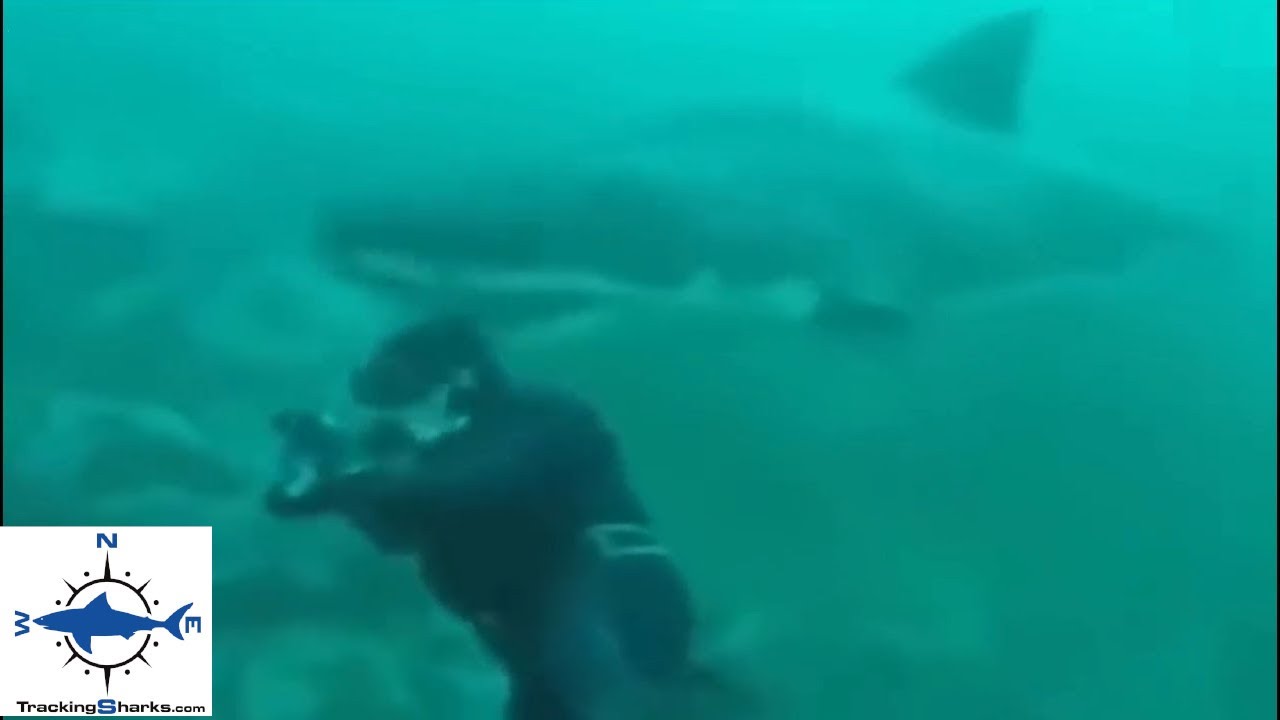 Breakdown: Great White Shark surprises scuba diver