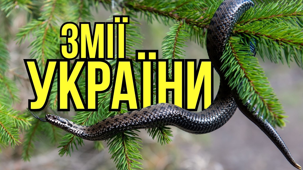 Отруйні змії України: види, розпізнавання та дії при укусі