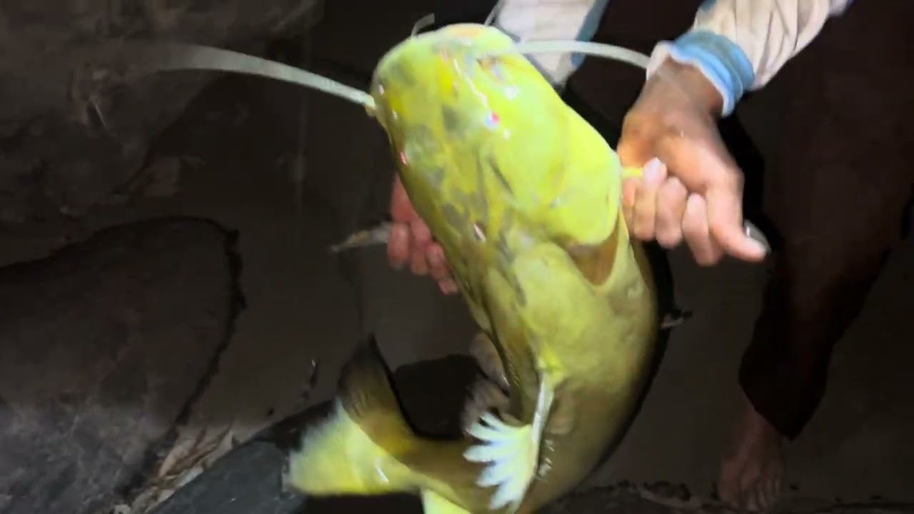 Pesca de bagre amarillo usted lo hubiera soltado así? 