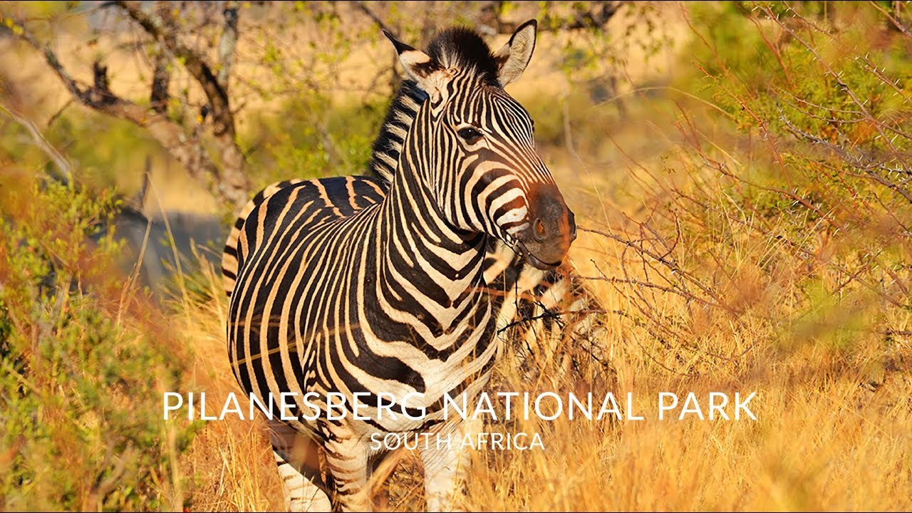 4K Safari in Pilanesberg NP - South Africa