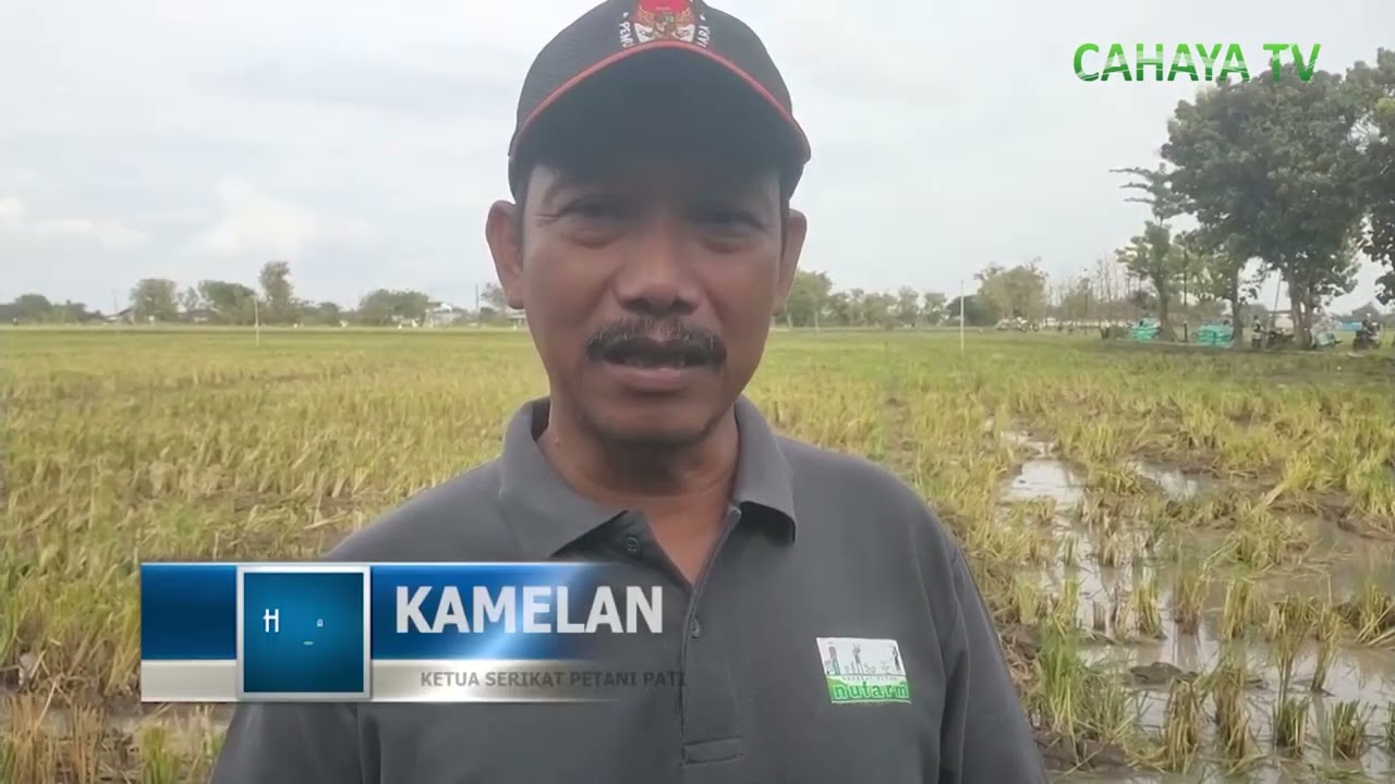 Tanam Varietas Inpari 43 Di Lahan Tadah Hujan, Mampu Hasilkan Padi Melimpah