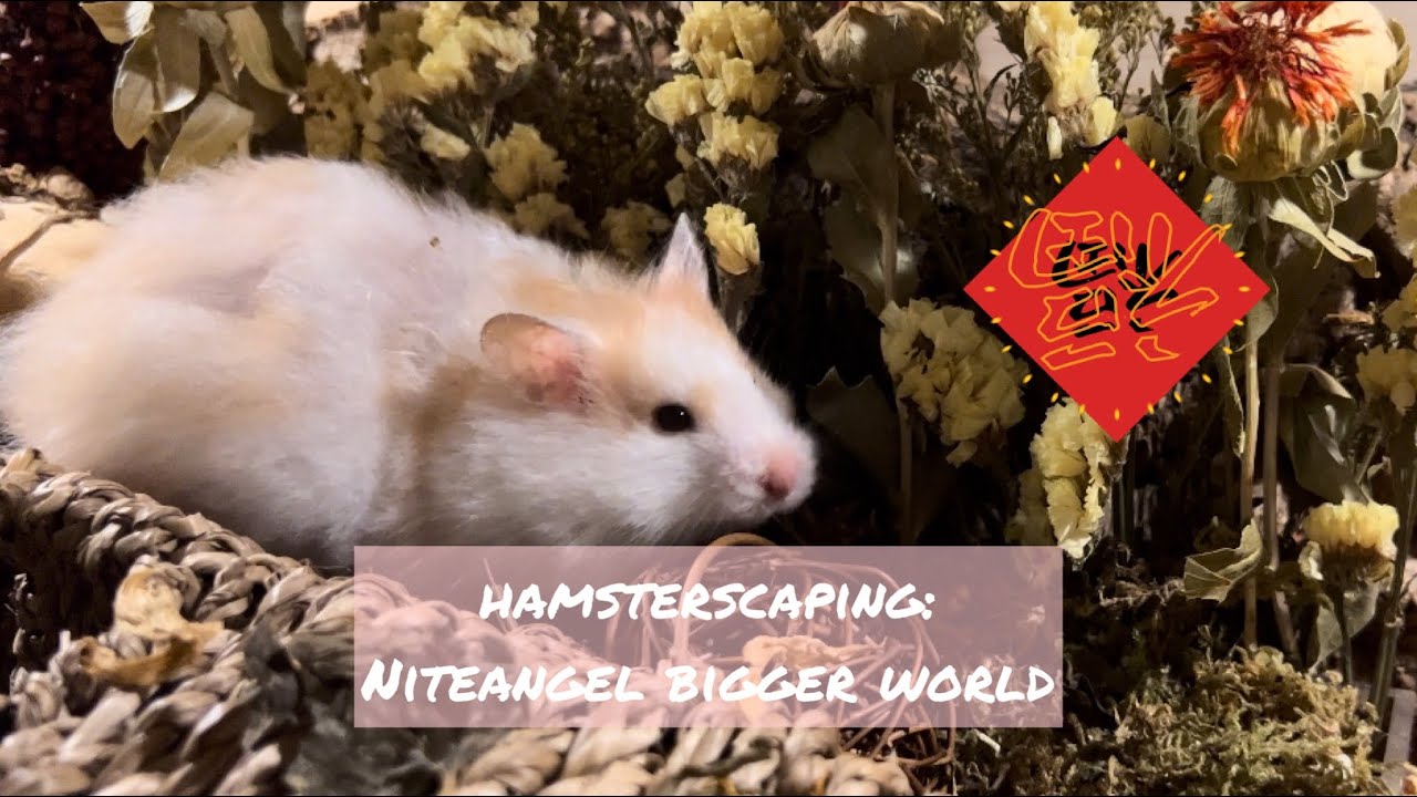 [Hamsterscaping] 🐰Chinese New Year Themed Syrian Hamster Cage | 兔年金絲熊倉鼠籠造景
