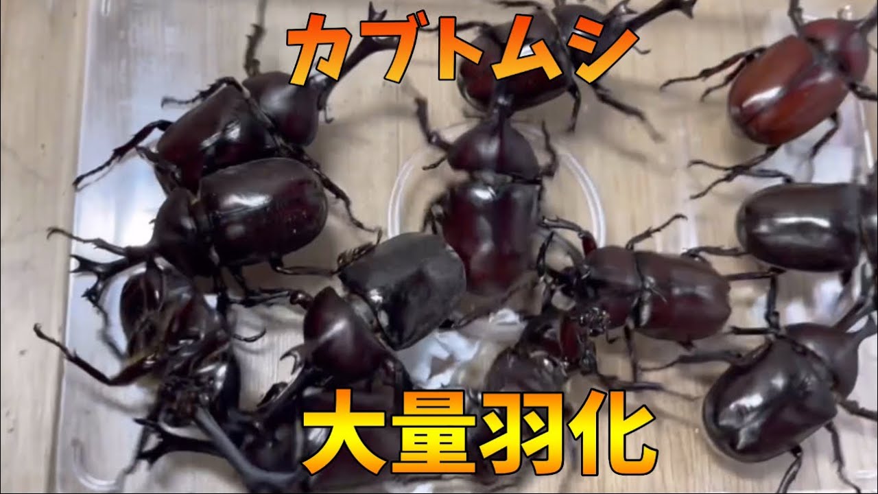 カブトムシの幼虫が大量に羽化したので割り出ししてみた