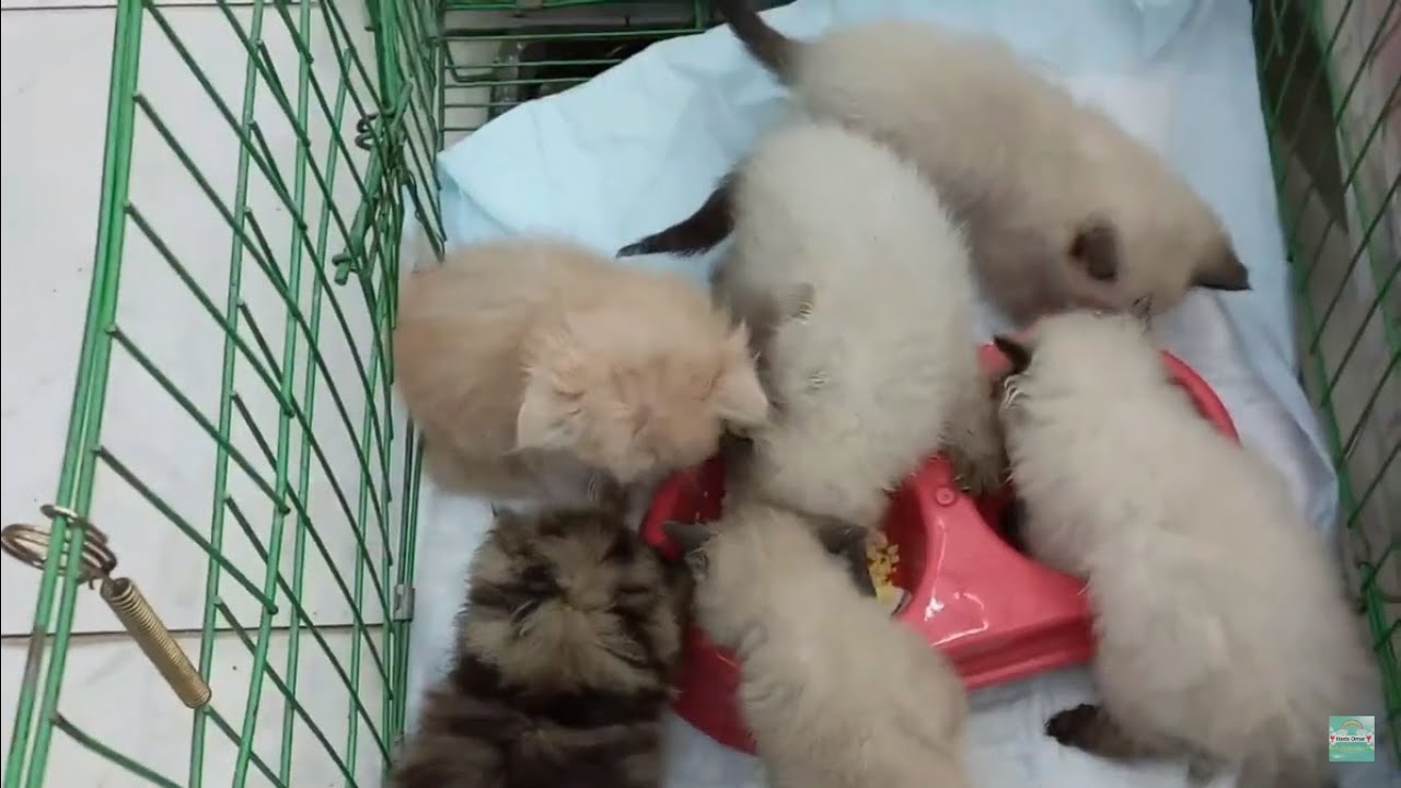 اكلات القطط الصغيره في عمر 45 يوم الى الشهرين🐈🐈🐈
