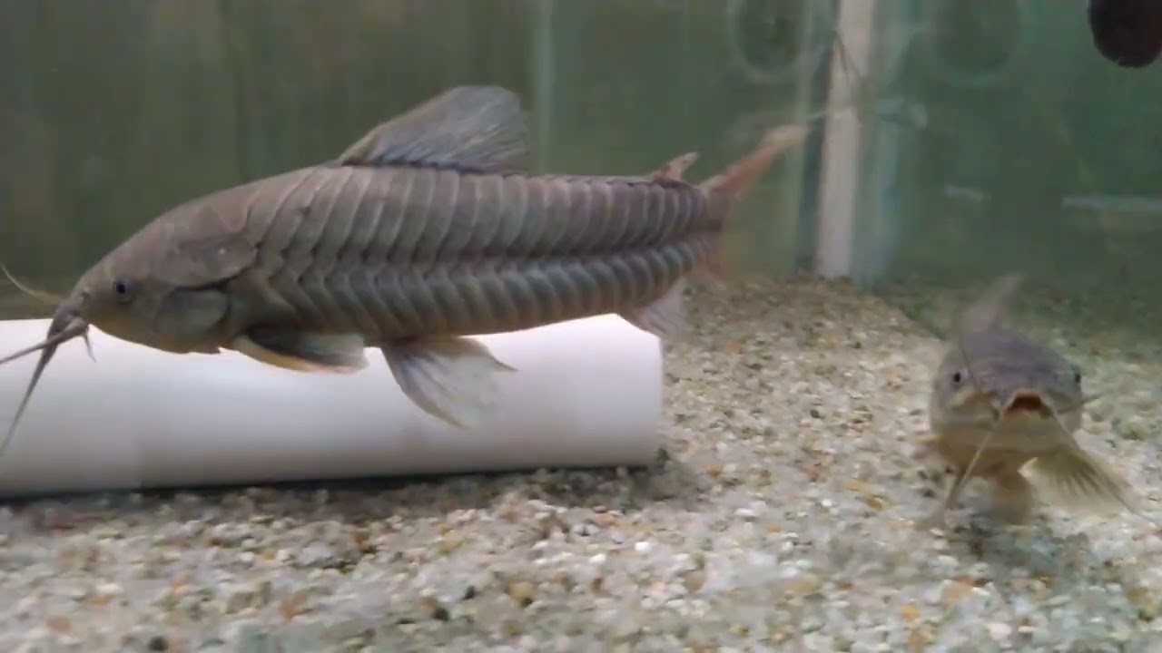 TAMBOATA CAMBOJA (HOPLOSTERNUM LITTORALE), dispon&iacute;veis pra VENDA, Link na descri&ccedil;&atilde;o!