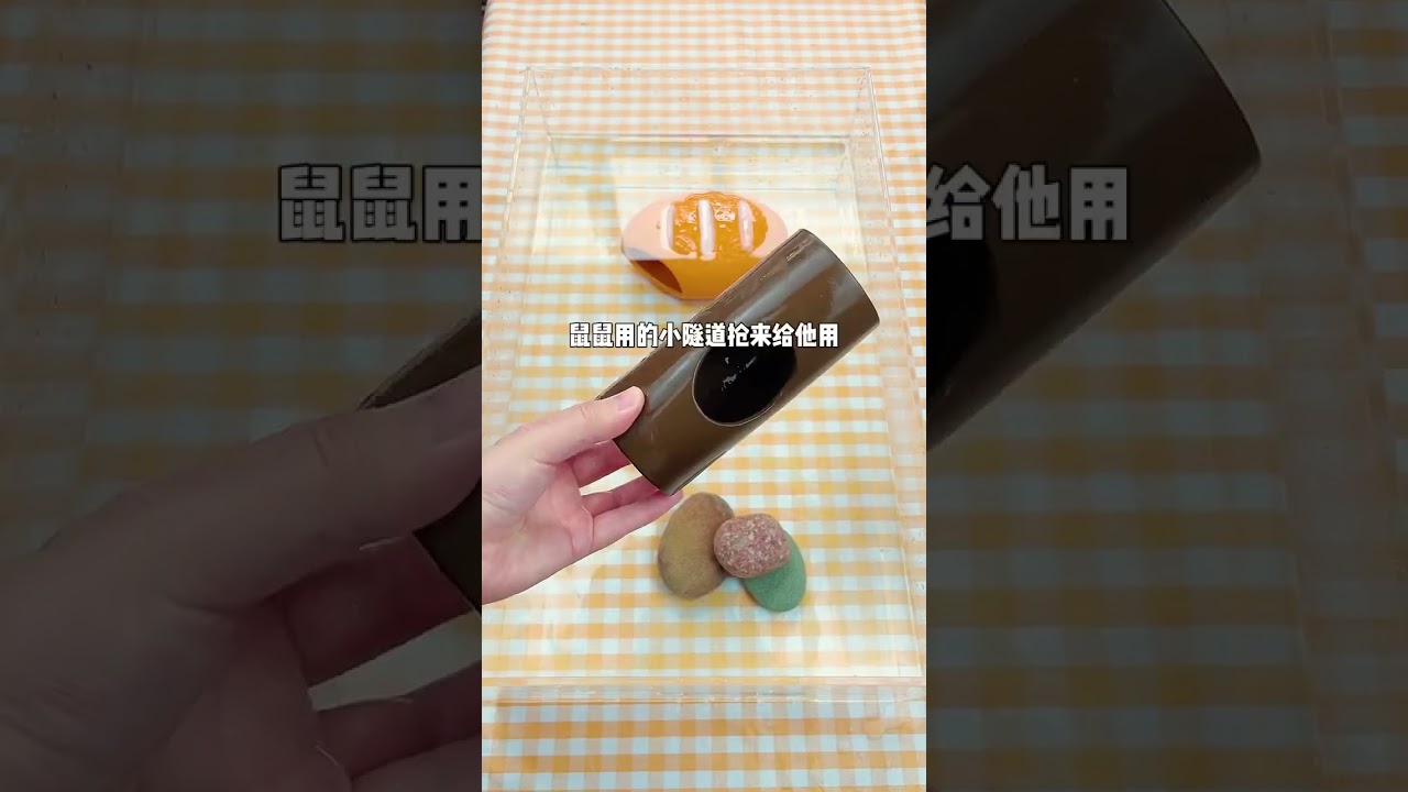 我的六角恐龙鱼变油腻大叔啦！今天给他布置新家不然都住不下喽😭#pets #饲养员日常 #food #cute #animals