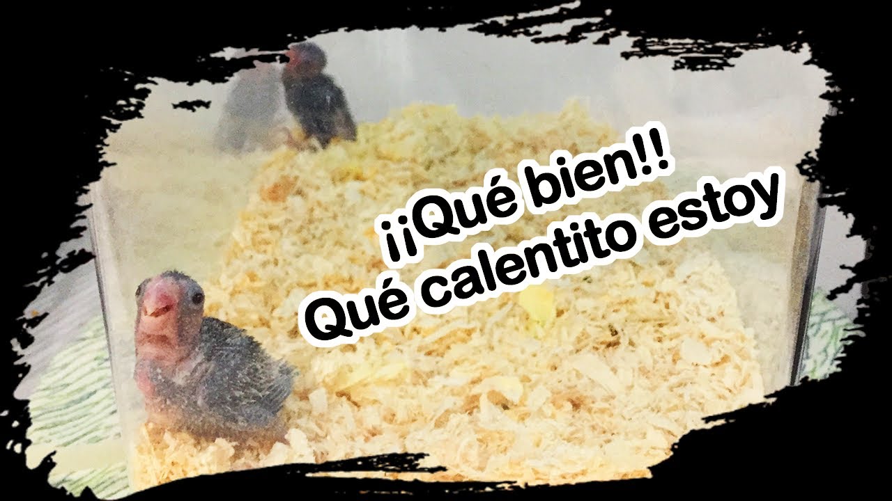 Como hacer un Fauna Box casero para Agapornis papilleros, Forpus u otras aves