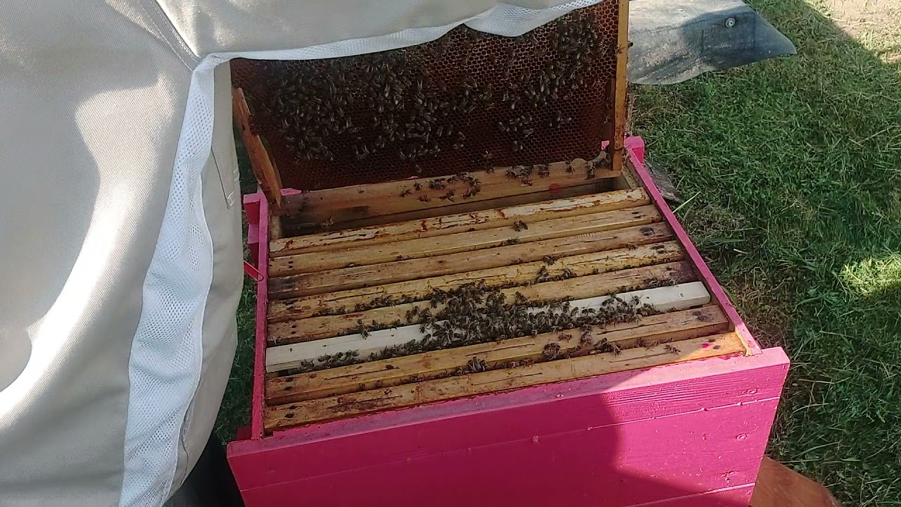 Vinkó Péter Hobbiméhészet Méhek felhúzása a méztérbe 2